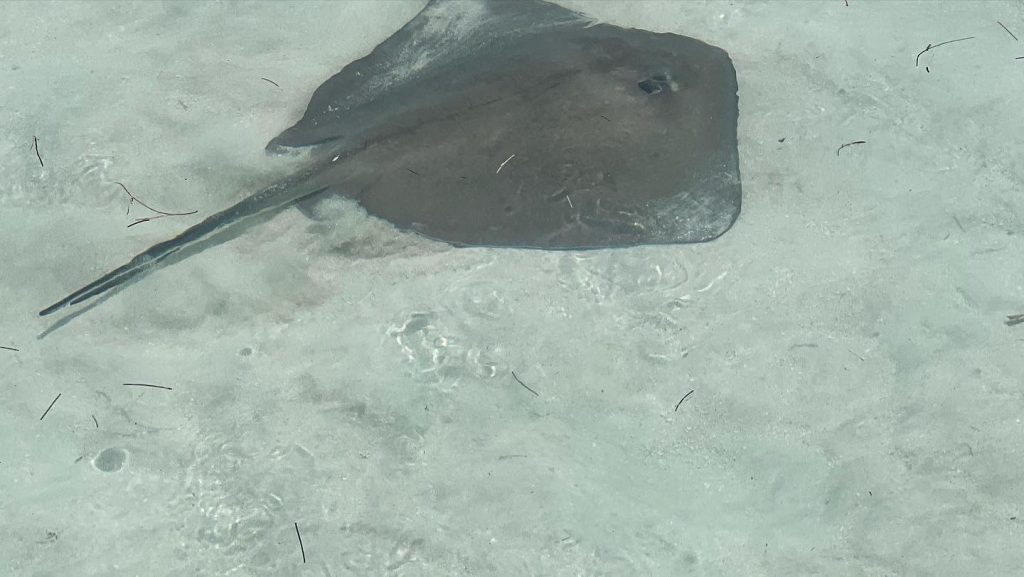 Stingray resting on the sandy bottom in clear shallow water